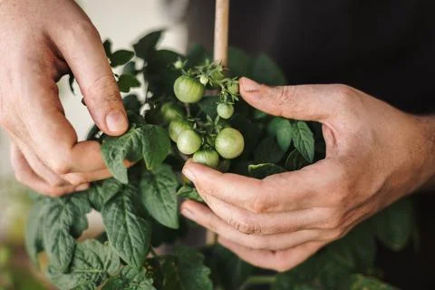 Close up view of a hands holding some green cherry tomatoes and caring for a  Stock Photos