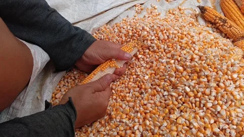 A close-up view of hands manually peeling dried corn kernels from a cob Stock Footage 321939470