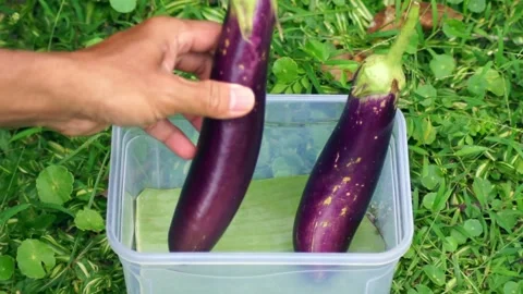 Close-up view of hands placing freshly harvested purple eggplants on a container Stock Footage 328927996