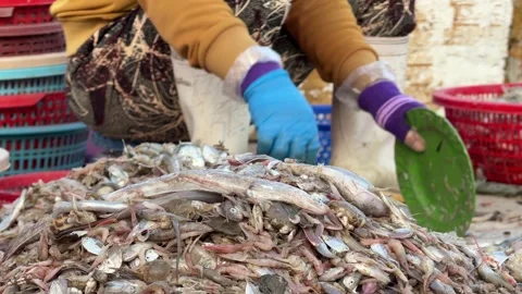 Close view of hands sorting non target marine species into containers Video stock 327542030