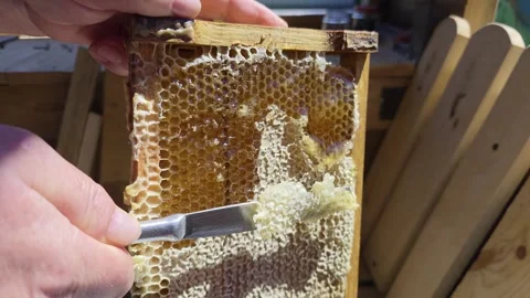 Close up view of hands uncapping a honeycomb frame, revealing golden honey drops Stock Footage 341658021
