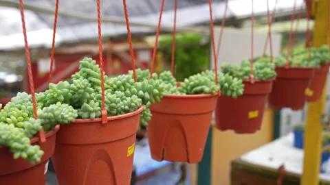 Close-up view of the hanging Burro's Tail Succulent Stock-Footage 273711216