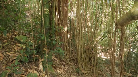 Close up view of hanging lianas in tropical forest. Thailand. Видео 332964302