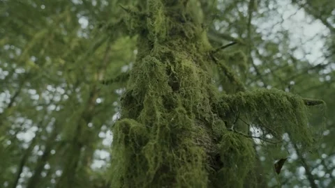 Close-Up View of Hanging Moss and Lichen on Ancient Tree Trunk on Vancouver, Bc Stock Footage 341435634