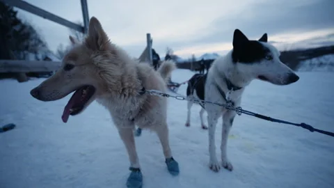 Close View of Harnessed Sled Dogs Wearing Protective Booties on Snowy Arctic Vidéo 340825064