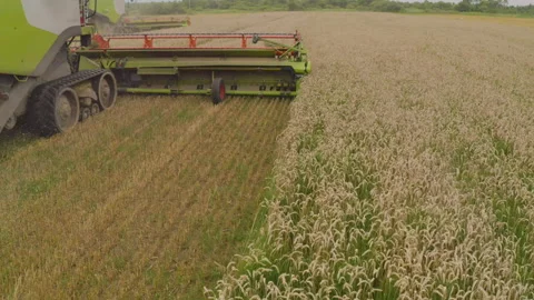 A close-up view of a harvester cutting wheat in a field. Stock Footage 252423602
