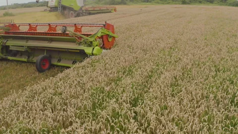 A close-up view of a harvester cutting wheat in a field. Stock-Footage 252423723