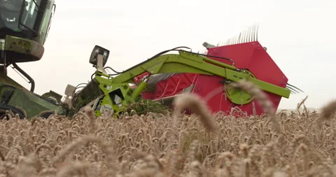 A close-up view of a harvester cutting wheat in a field. Stock-Footage 252423760