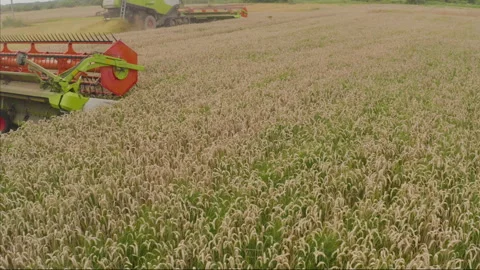 A close-up view of a harvester cutting wheat in a field. Stock-Footage 252423778