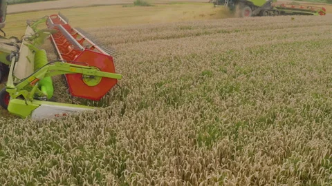 A close-up view of a harvester cutting wheat in a field. Stock-Footage 252423904