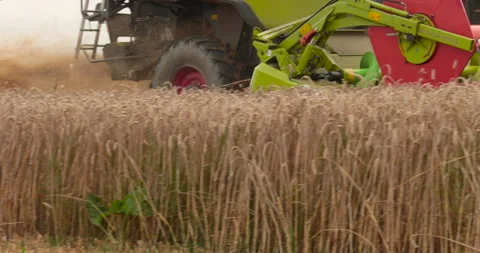 A close-up view of a harvester cutting wheat in a field. Stock-Footage 252424243