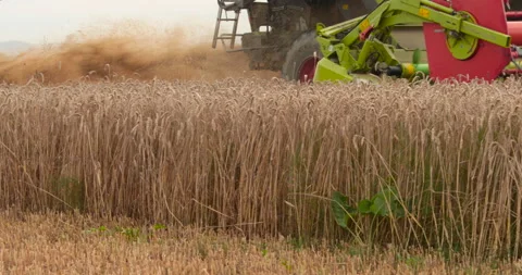 A close-up view of a harvester cutting wheat in a field. Stock Footage 252424258