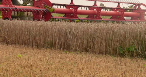 A close-up view of a harvester cutting wheat in a field. Stock-Footage 252424455