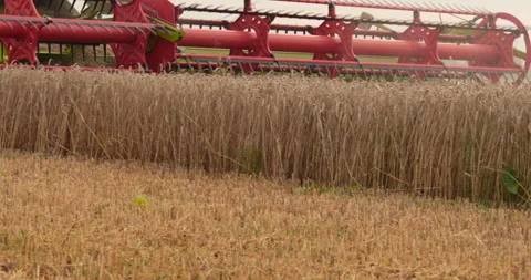 A close-up view of a harvester cutting wheat in a field. Stock-Footage 252424524