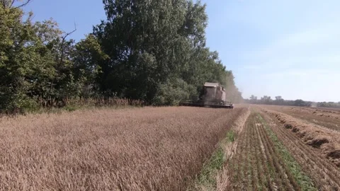 A close-up view of a harvester cutting wheat in a field Video stock 256481454