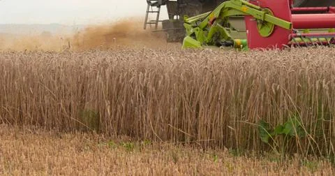 A close-up view of a harvester cutting wheat in a field. Cutting ears of co.. Stock Photos