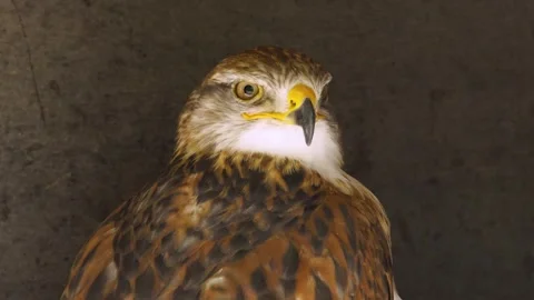 Close view of a hawk head  Stock Footage 274237188