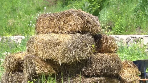 Close view hay crop. Hay crop on green field. Video stock 251854539