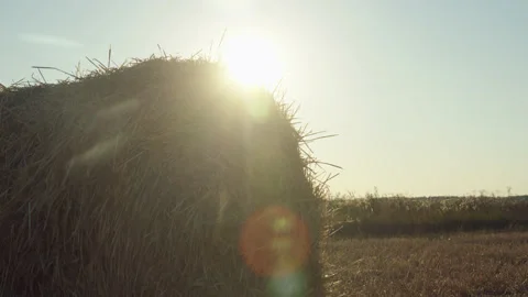 Close up view of haystack in field after harvesting wheat or rye. silhouette of Stock Footage 221081834