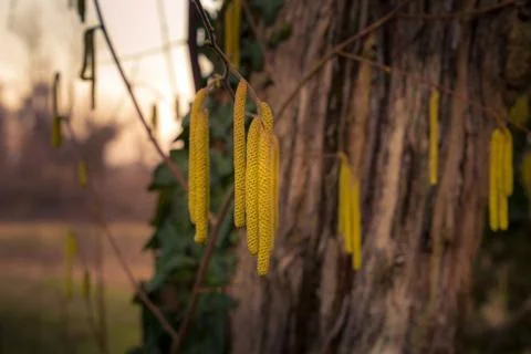 Close-up view of the hazel tree buds Stock Photos