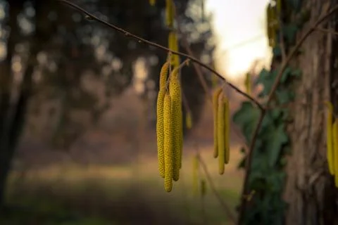 Close-up view of the hazel tree buds Stock Photos