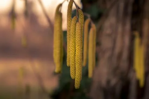 Close-up view of the hazel tree buds Foto stock