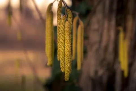 Close-up view of the hazel tree buds Stock Photos