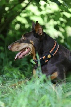 Close-up view of the head and neck of a Doberman Pinscher Stock Photos