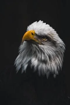 Close up view of the head of bald eagle Stock Photos