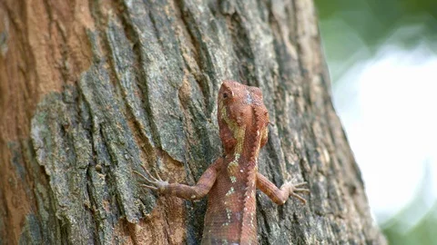 Close up view of head of brown iguana on a tree 動画素材 115072332