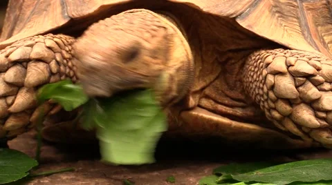 Close-up view of the head of a giant tortoise eating a leaf Stock Footage 47125349