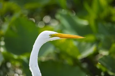 Close up view of the head of a great egret Stock Photos