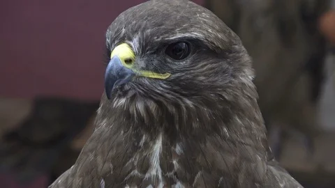 Close up view of head hunting predatory bird falcon Stock Footage 81063070
