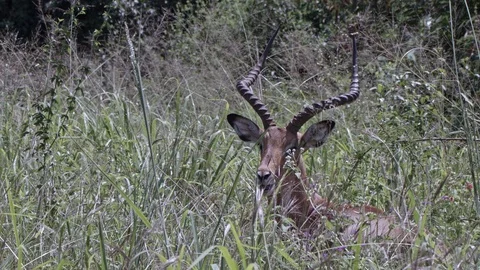 Close up view head of impala feeding in the grass land of akagera national Stock Footage 112158204