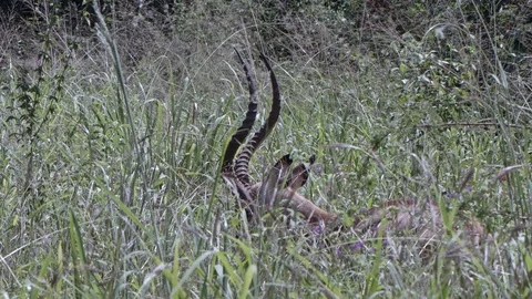 Close up view head of impala feeding in the grass land of akagera national park Видео 112213848