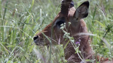 Close up view head of impala(antelopi) standing in the green glassland in Stock Footage 112188243