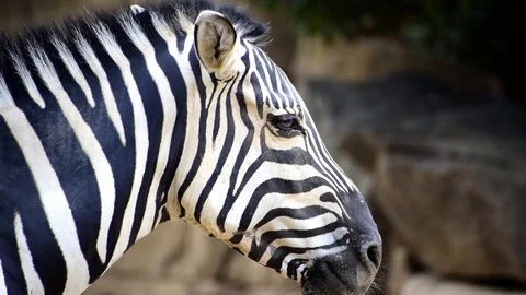 Close up view of the head of a mountain zebra (Equus zebra) Video stock 116109738