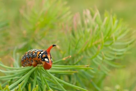 Close up view of the head of an Spurge Hawk-Moth (Hyles euphorbiae) larva cat Stock Photos