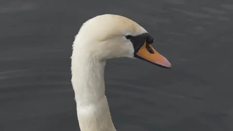 A close up view of the head of a swan. Stock Footage 108748674