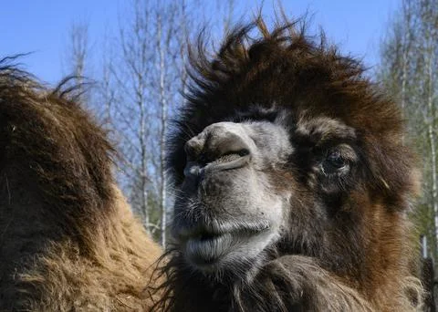 A close-up view of the head of a two-humped camel Stock Photos
