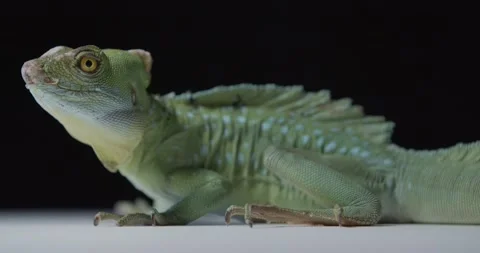 Close up view of the head of a young green iguana with big eyes looking, 4k Stock Footage 158161697