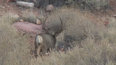 Close View of Heavy Antlered Buck Walking Away. Stock Footage 49217145