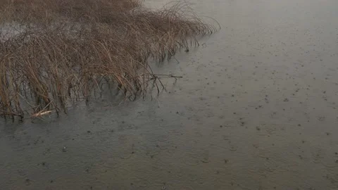 Close up view of heavy rain falling into a lake with reeds along one shore. Stock Footage 155352493