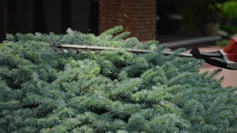 A close-up view of a hedge trimmer cutting a dense blue-green coniferous bush in Stock Footage 316286190