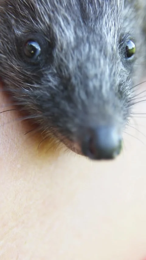 Close view of hedgehog resting on human hand Stock Footage 317467635