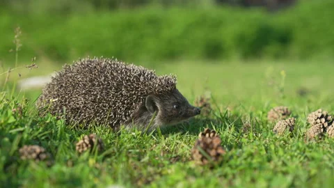 Close-up view of a hedgehog sniffing and walking. Stock Footage 155796755