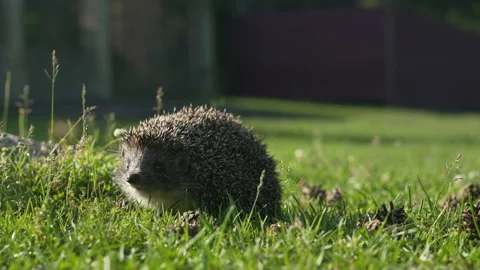 Close-up view of a hedgehog sniffing and walking. Stock Footage 155873092