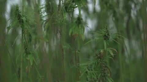 Close-up view of hemp plants with budding flowers in a dense field, representing Stock Footage 292603062