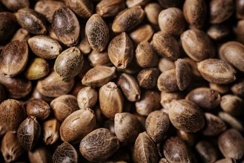 A close-up view of hemp seeds showcasing their natural textures and earthy tones Stock Photos
