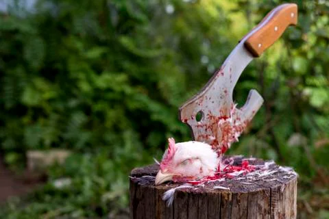 Close up view of Hen head lying near the ax on a tree trunk, visible blood and Stock Photos
